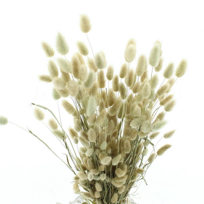 <h4>Dried Lagurus Naturel Bs (nl)</h4>