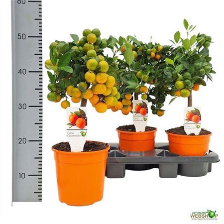 <h4>Citr Microcarpa 10+</h4>