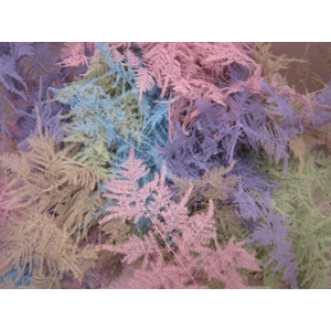 Asp 1e Veer Pastel Mix