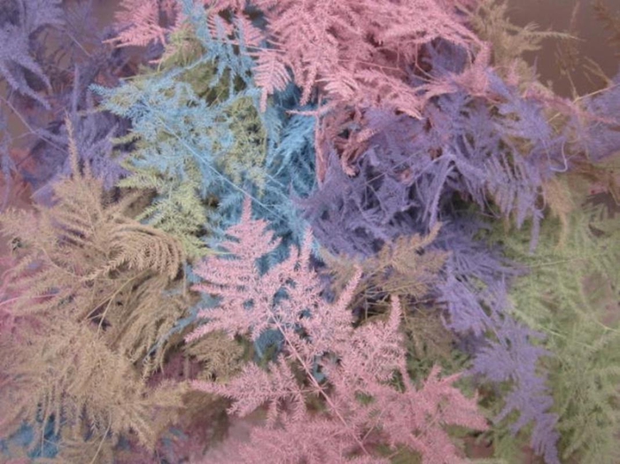 <h4>Asp Extra Veer Pastel Mix</h4>