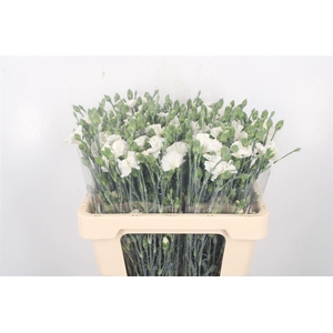 Di Symply Snow White