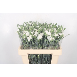 Di Symply Snow White