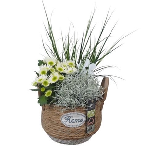 PTSO6032 Arrangementen Tuinplanten