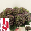 Hydrangea elbtal classic