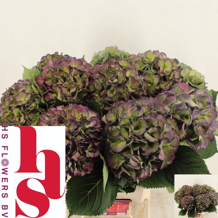 <h4>Hydrangea elbtal classic</h4>