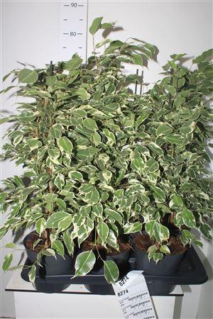 <h4>Fic Be Twilight</h4>