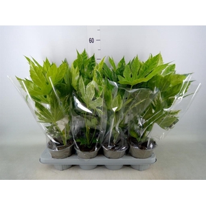 Fatsia japonica 'Variegata'