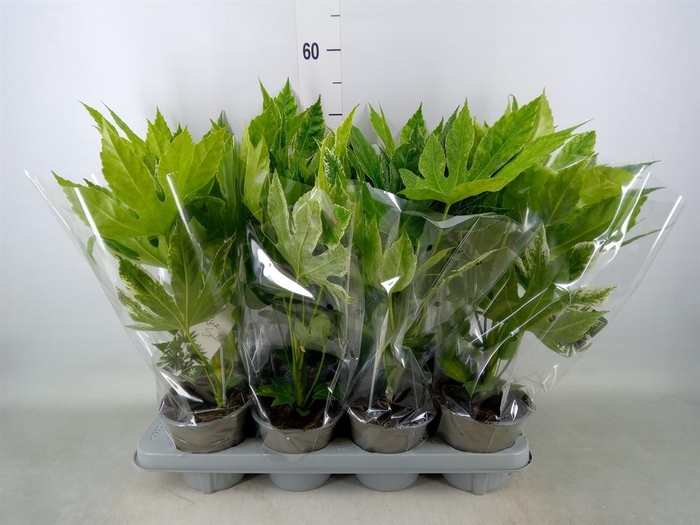 <h4>Fatsia japonica 'Variegata'</h4>