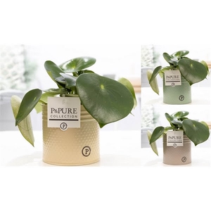 Peperomia Raindrop in P&PURE zinc pot Louise 4 ass 3