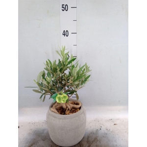 Arr.   Tuinplanten H%