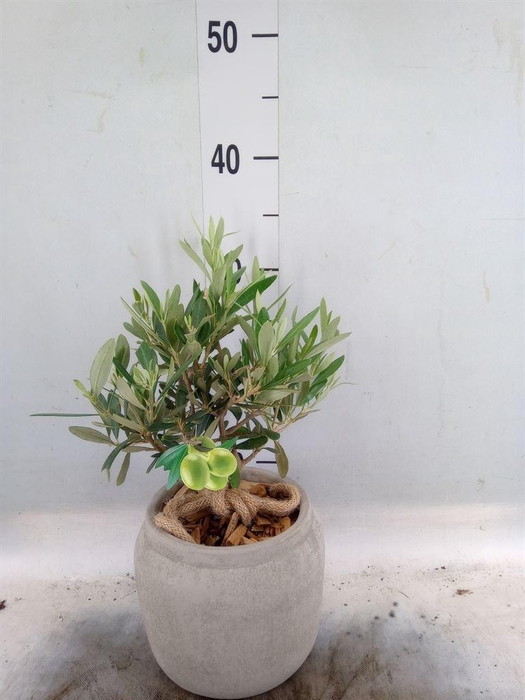 <h4>Arr.   Tuinplanten H%</h4>