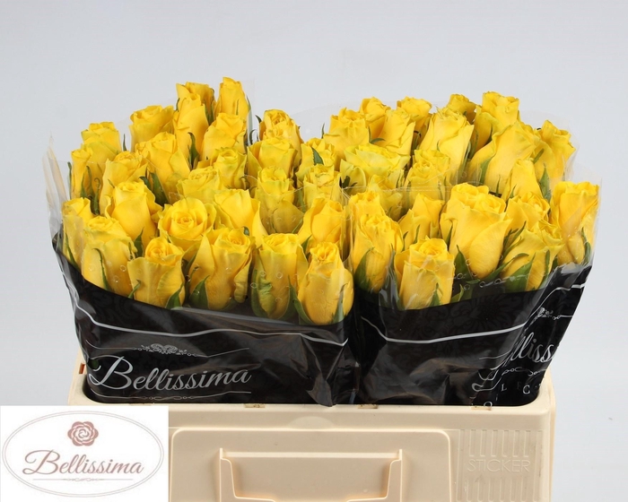 <h4>R GR GOLDFINCH</h4>