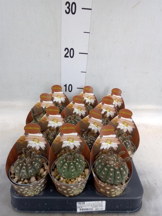 <h4>Cactus   ...</h4>