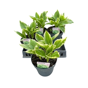 HOST UNDULA ALBOMARG