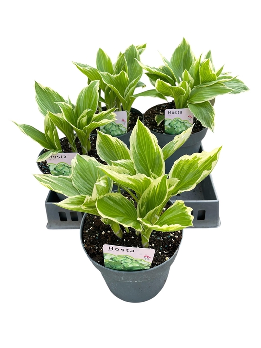 <h4>HOST UNDULA ALBOMARG</h4>