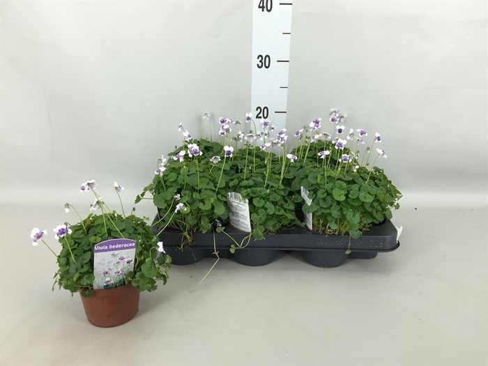 <h4>Viola   ...</h4>