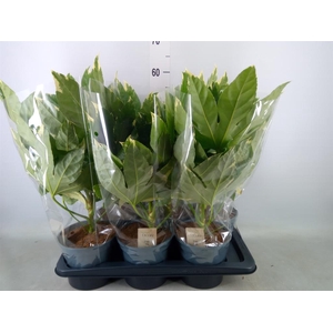 Fatsia japonica 'Variegata'