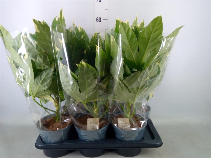 <h4>Fatsia japonica 'Variegata'</h4>