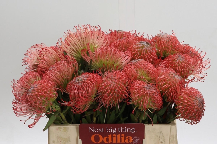 <h4>Nutans Ayoba Pink</h4>