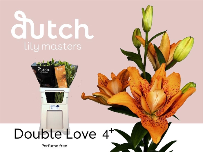 <h4>Li La Double Love</h4>