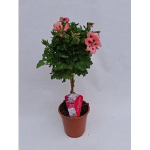 Pelargonium Grandiflorum op stam roze
