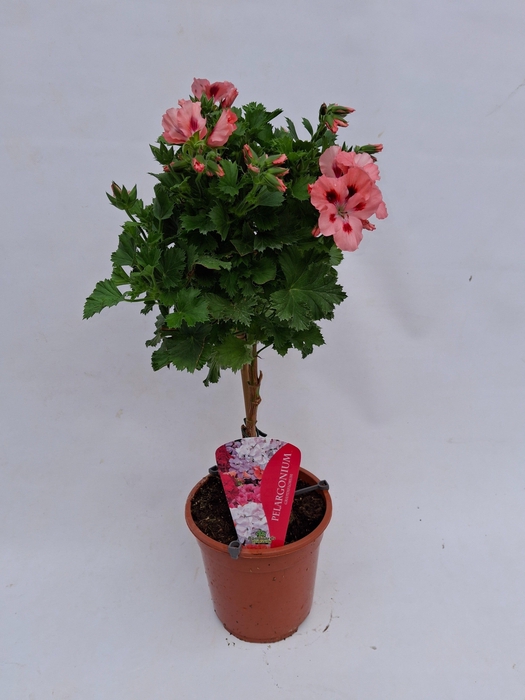 <h4>Pelargonium Grandiflorum op stam roze</h4>