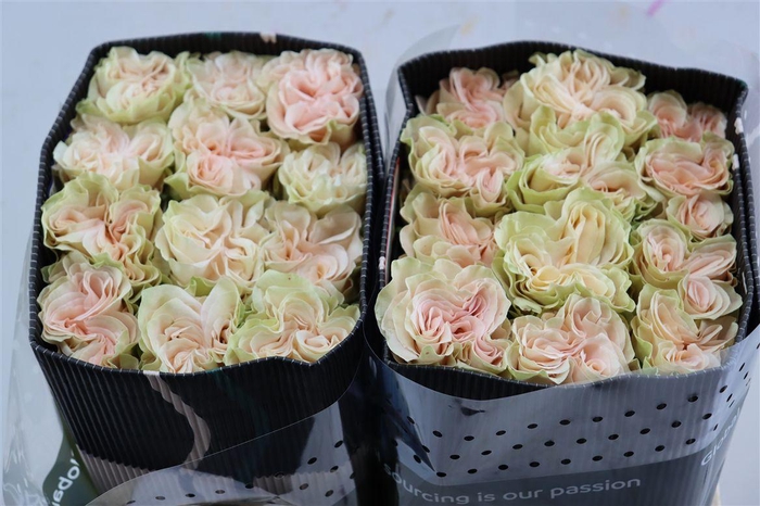 <h4>R Gr Exotix Pop</h4>