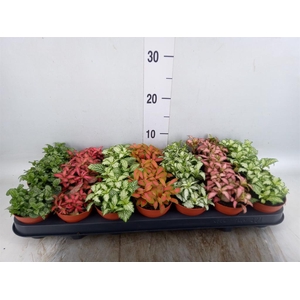 Fittonia   ...mix 7