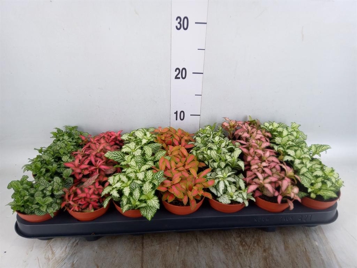 <h4>Fittonia   ...mix 7</h4>