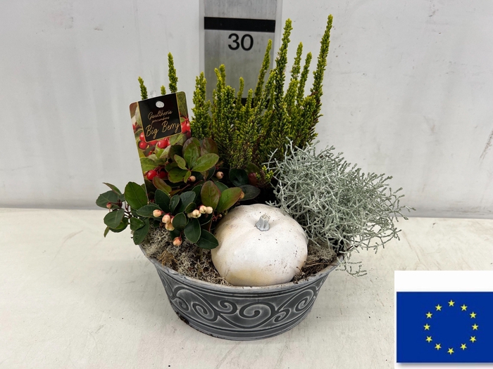 <h4>ARR TUINPLANTEN</h4>
