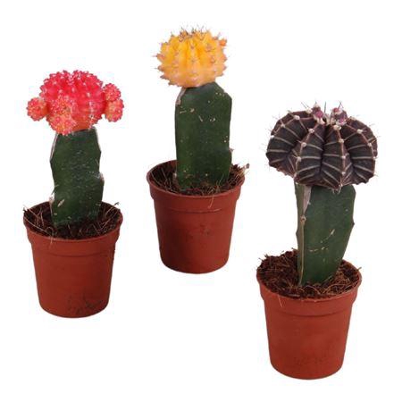<h4>Cactus Mix Gymnocalycium Oe5,5cm</h4>