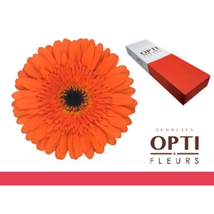 Gerbera Candela Doos