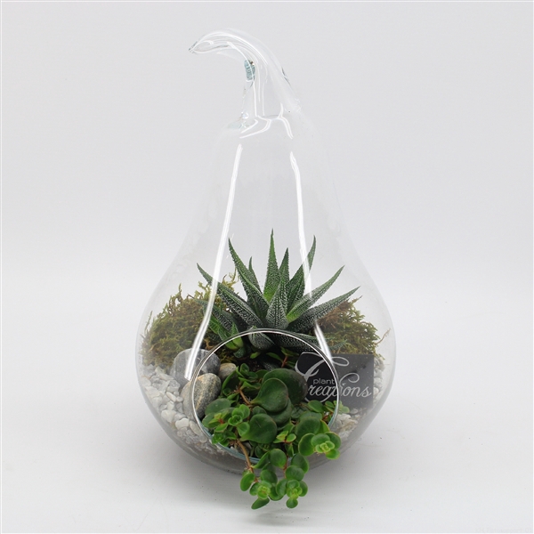 <h4>GRCR-2543 Green Essentials Terrarium</h4>
