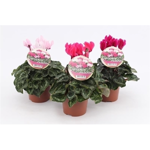 Cyclamen Garden Green Leaf 10.5cm