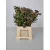 VIBURNUM PB ZWARTE BES