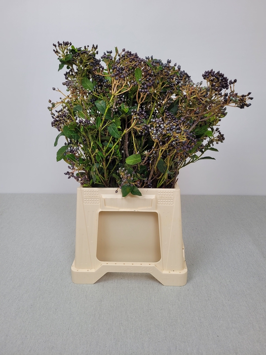 VIBURNUM PB ZWARTE BES