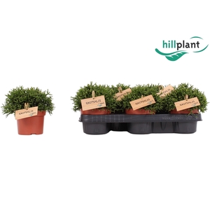 Hatiora salicornioides 10,5