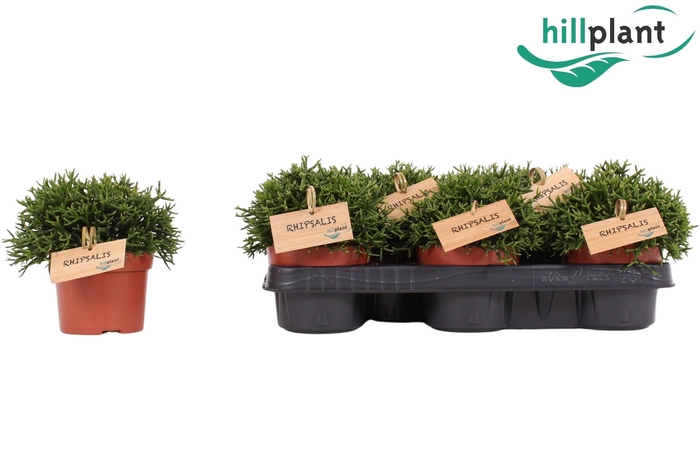 <h4>Hatiora salicornioides 10,5</h4>