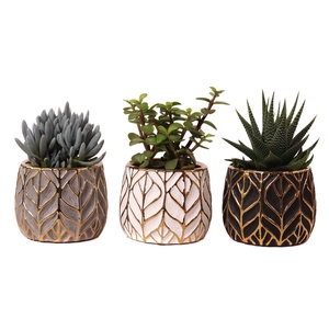 Succulenten mix 8,5 cm in malawi pot