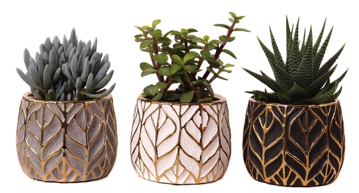 <h4>Succulenten mix 8,5 cm in malawi pot</h4>