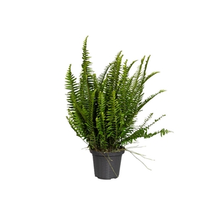 SAMAMBAIA AMERICANA DE SOL P20