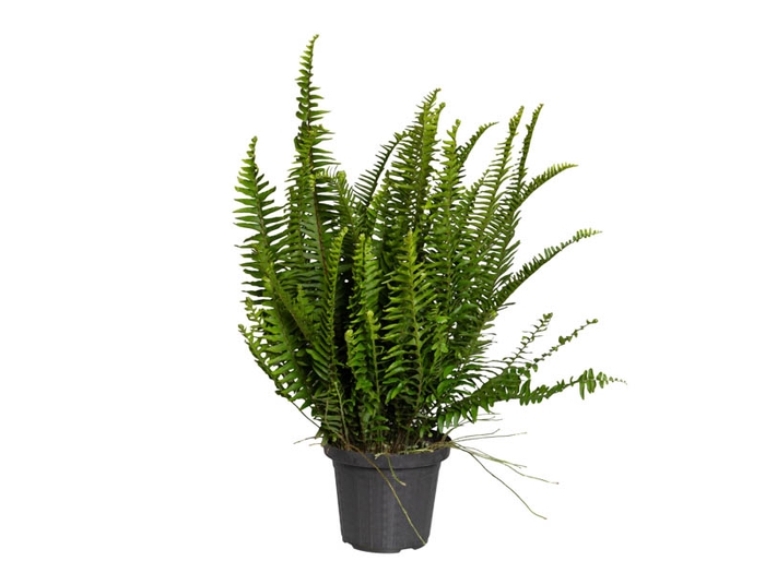 <h4>SAMAMBAIA AMERICANA DE SOL P20</h4>