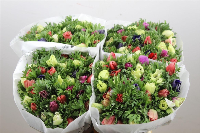 <h4>Anem Marianne Mixed</h4>