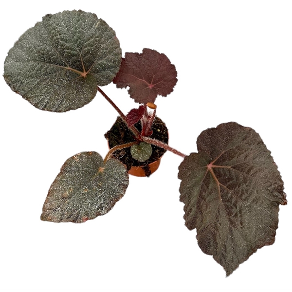 <h4>Begonia Taconite</h4>