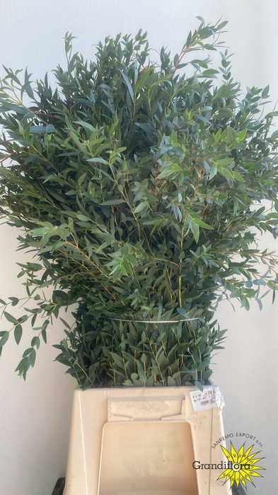 <h4>Parvifoglia Long GF</h4>