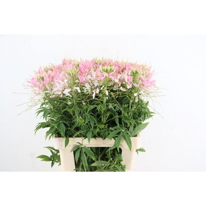 CLEOME SP HELEN CAMP