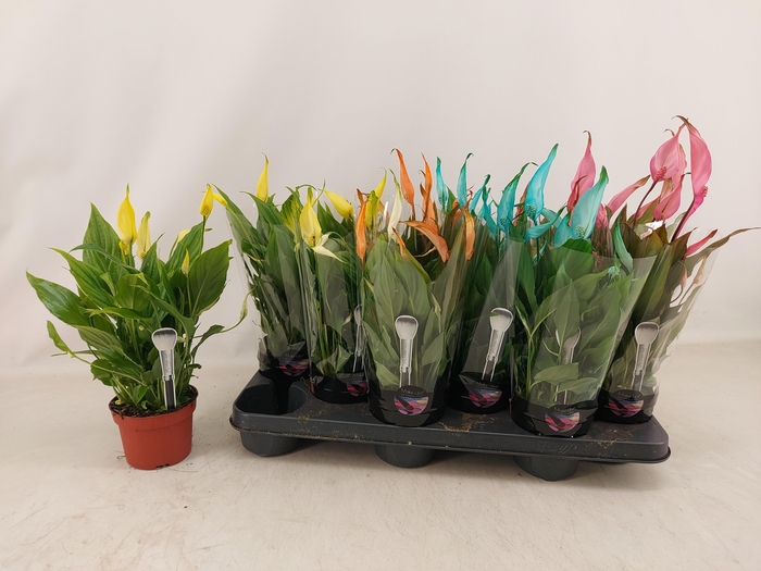 <h4>SPATH CHOPIN</h4>