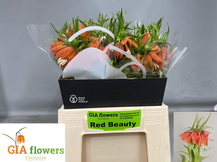 <h4>FRIT IMPERIALIS</h4>