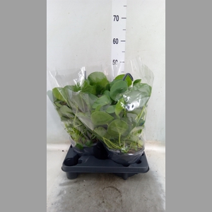 Pilea peperomoides