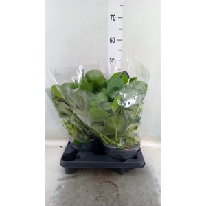 Pilea peperomoides